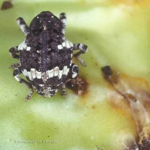 thumbnail for publication: Cactus Weevils, Gerstaeckeria hubbardi (LeConte) and Gerstaeckeria fasciata Pierce (Insecta: Coleoptera: Curculionidae)